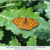 argynnis adippe gilazi male1